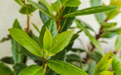 Poklad v kuchyni ukrytý