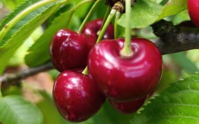 Třešně, srdce a laskavost