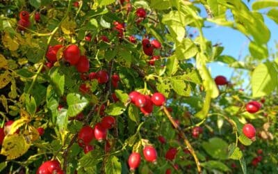 Podzim oblíbený neoblíbený