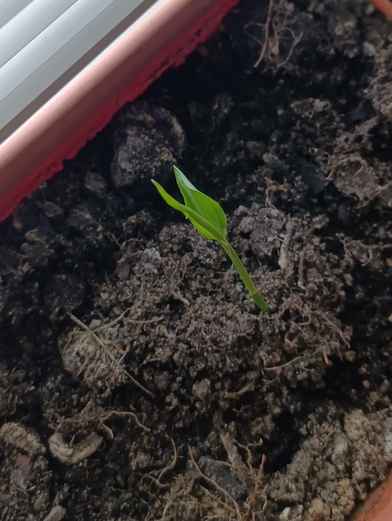 čaj z bobkového listu